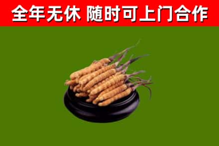 呼中回收散虫草